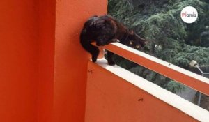 Depuis plusieurs semaines, des chats tombent d'un balcon du 4ème étage : elle décide de faire un signalement