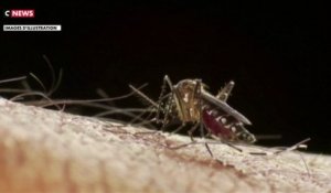 Virus du Nil occidental : un cas détecté en Gironde