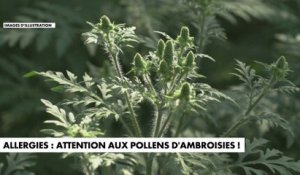 Allergies : attention aux pollens d'ambroisies !