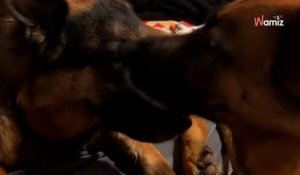 Un Berger allemand réconforte un chien avec des lésions cérébrales : 200k de personnes ont les larmes aux yeux