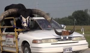 «Une énorme surprise» : un Américain arrêté au volant de sa voiture avec un taureau d’une tonne sur la place passager