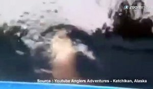 Un lion de mer envoyé valser dans les airs