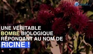 Attentat déjoué en France : c’est quoi la ricine, cette bombe biologique ?