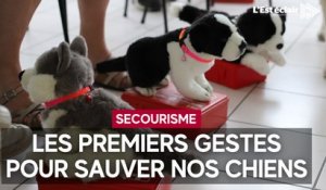 Apprendre les premiers gestes de secours pour sauver les chiens