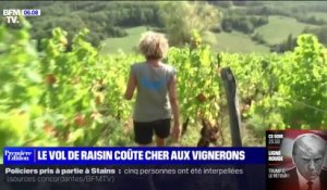 Jura: deux tonnes de raisin volées à une vigneronne, une ampleur inédite dans la région