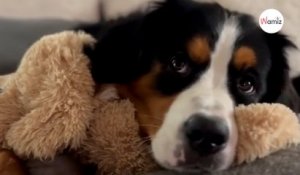 Dans une vidéo de son chiot adopté suite au décès de son chien, elle partage un message qui retourne 1M de personnes