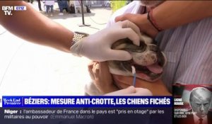 Béziers: pour lutter contre les crottes de chiens sur les trottoirs, les chiens fichés grâce à leur ADN