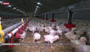 Les poulets ukrainiens menacent la filière française