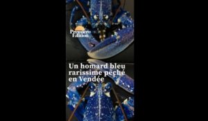 Un homard bleu rarissime pêché en Vendée va finalement être relâché dans une zone protégée