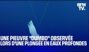 Une pieuvre "Dumbo observée lors d'une plongée en eaux profondes