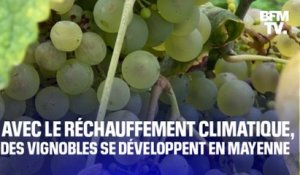 TANGUY DE BFM - Avec le réchauffement climatique, des agriculteurs cultivent des vignes… en Mayenne