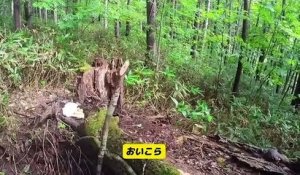 Cueillette aux champignons perturbée par une ourse