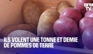 Ils ont volé une tonne et demie de pommes de terre à des agriculteurs... pour les revendre sur Leboncoin
