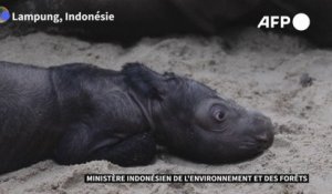 La naissance d'un rhinocéros de Sumatra redonne espoir pour l'espèce menacée d'extinction