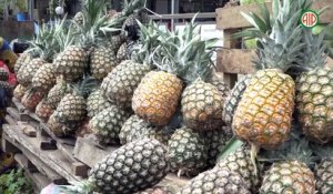 Région – Aboisso : Ces sauveurs de l'ananas à Bonoua