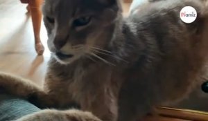 Ce chat de 21 ans décide de changer de vie sur un coup de tête (vidéo)
