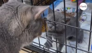 Il trouve un chat abandonné : son étrange cachette lui arrache un cri de stupeur (vidéo)