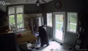 Aux États-Unis, un ours s’introduit dans une maison pour voler des lasagnes surgelées (vidéo 3)