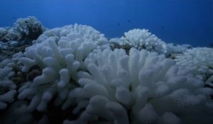 Le réchauffement des océans menace de détruire les coraux caribéens