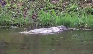Vidéo : un jaguar plonge dans l'eau et attrape un caïman sous les
