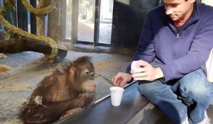 Regardez la réaction de ce singe face à un tour de magie... trop mignon