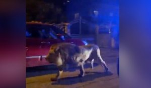 Italie : un lion s'échappe d’un cirque près de Rome et déambule en pleine rue pendant 5 heures