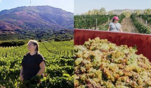 Rencontre avec Marie-Françoise Devichi, lauréate et vigneronne Corse engagée