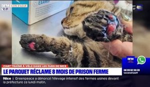 Huit mois de prison ferme ont été requis contre l'homme accusé d'avoir trainé son chat attaché à un vélo à Nice