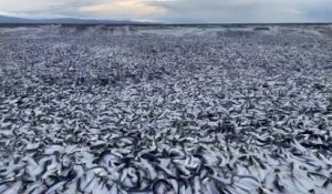 Japon : des vagues de poissons morts sur la plage