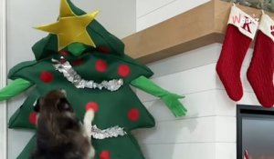 Elle se déguise en sapin de Noël : la réaction de son chien est adorable