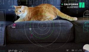 Cette vidéo de chat a fait un trajet ultra-rapide dans l’espace