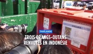Thaïlande : trois orangs-outans victimes de trafic renvoyés en Indonésie