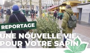 Comment recycler votre sapin de Noël à Paris ? | Paris Nature | Ville de Paris