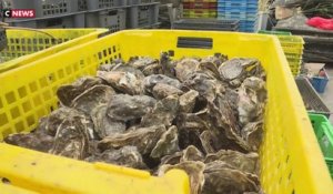 Huîtres interdites à la vente : le choc pour les professionnels