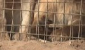 Gaza : Les animaux du zoo de Rafah meurent de faim