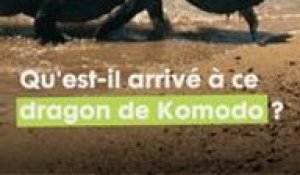 Un Dragon de Komodo surgit des flots, la tête prise dans la carapace d'une tortue !