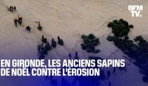 TANGUY DE BFM - En Gironde, les anciens sapins de Noël servent à lutter contre l'érosion des dunes
