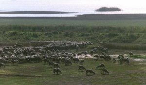 Heartstone : un été islandais