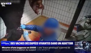"Des animaux découpés encore vivants": L214 porte plainte contre un abattoir en Mayenne