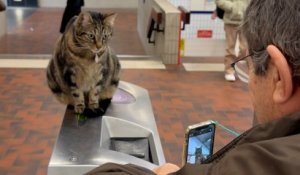 « Tout le monde la caresse » : Taga, le chat « mascotte » de la gare RER de Saint-Maur