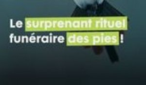 L'étrange et surprenant rite funéraire des pies auprès des défunts !