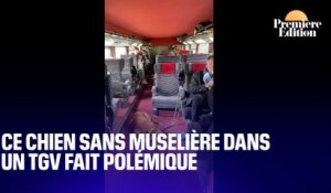 La photo d'un chien sans muselière dans un TGV, postée par une ex-députée socialiste, fait polémique