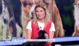 Vos animaux : les races de chiens préférées des Français !
