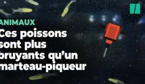 Ce tout petit poisson est plus bruyant qu’un marteau-piqueur