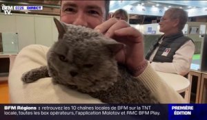 Au Salon de l'agriculture, les chats sont aussi de la partie