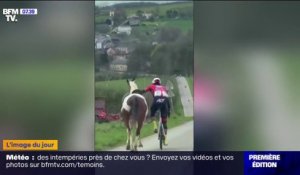 Ce cycliste parvient à maîtriser un cheval affolé qui s'est joint à une course en Belgique