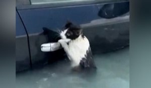 Dubaï : un chat agrippé à une voiture inondée sauvé des eaux par des policiers