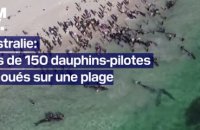Plus de 150 dauphins-pilotes se sont échoués sur une plage dans le sud-ouest de l'Australie