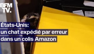États-Unis: envoyé par erreur dans un colis Amazon, un chat de l'Utah retrouvé en Californie
