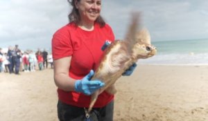 «C'est un record de remises à l'eau» : 65 tortues soignées ont retrouvé l'océan à l'Île de Ré